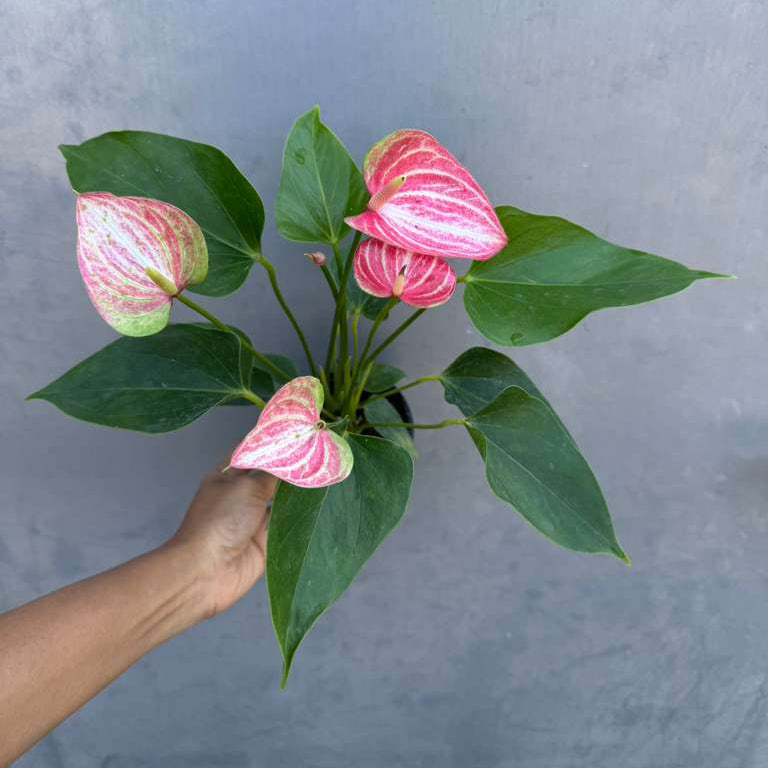 Anthurium Livium Live Plant in 4" Grow Pot – Anthurium andraeanum ‘Livium’ – Indoor Flowering Houseplant – Air Purifying & Easy Care Blooming Plant
