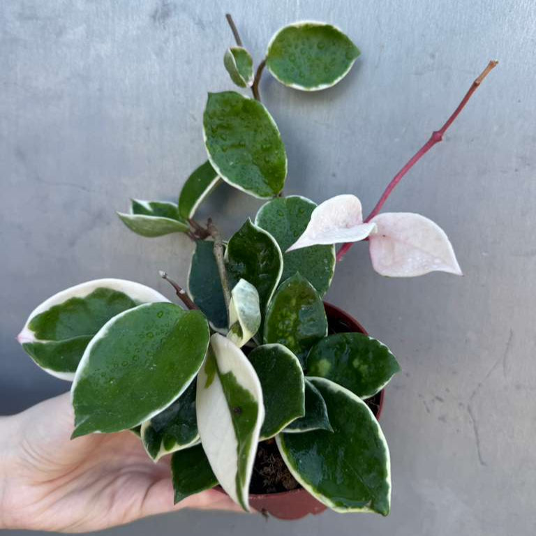 Hoya Carnosa ‘Krimson Queen' in 4" Grow Pot – Tricolor Variegated Hoya Plant – Easy Care Trailing Houseplant - Air Purifying Indoor Plant - Tropical Houseplant - Easy Care Plant