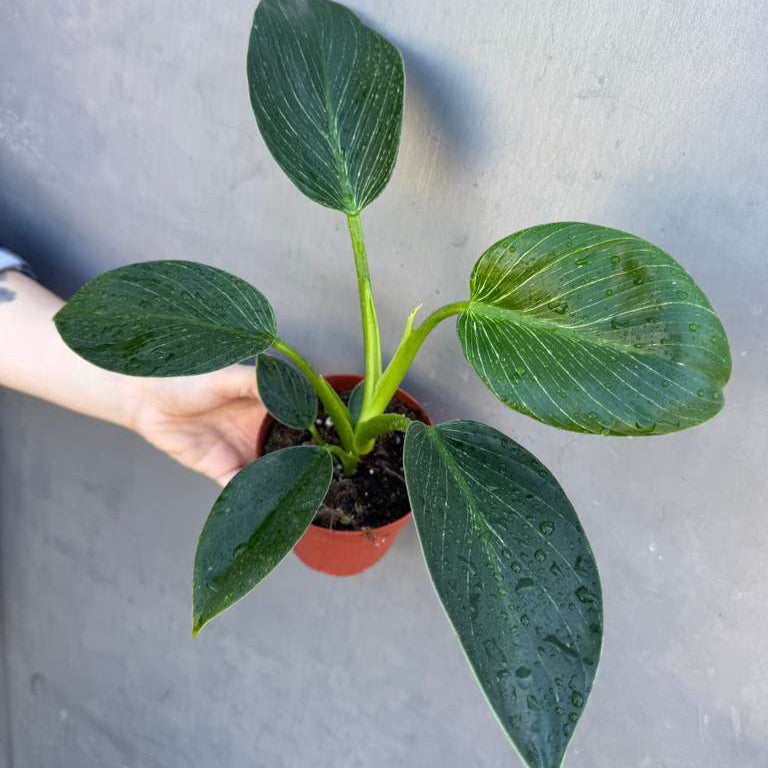 Variegated Philodendron Birkin Live Plant in 4" Grow Pot - Indoor & Outdoor Houseplant with White Stripes - Rooted Easy Care Plant - Air Purifying Houseplant
