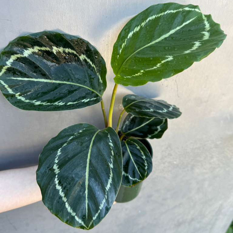 Calathea Green Lipstick in 4" Grow Pot – Live Air Purifying Houseplant – Easy Care & Low Maintenance Indoor Plant – Decorative Foliage Houseplant