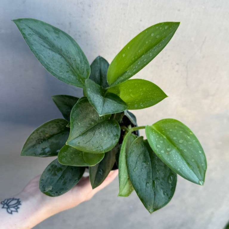 Scindapsus Treubii ‘Moonlight’ in 4" Grow Pot – Rare Silver-Green Vining Houseplant – Air Purifying Plant - Tropical Houseplant- Trailing Houseplant