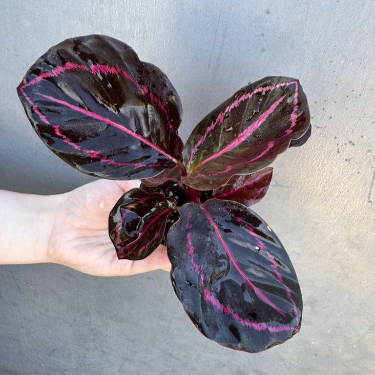Calathea Roseopicta Dottie in 2" Pot - Calathea Roseopicta - Rose Painted Calathea - Calathea Black Rose Plant