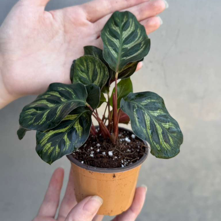 Calathea Makoyana in 2" Grow Pot – Calathea Peacock Plant – Easy Care & Air Purifying Indoor Plant – Low Maintenance Indoor Houseplant