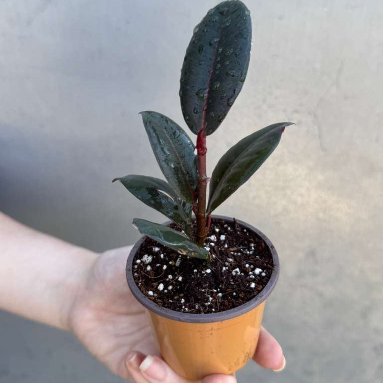 Burgundy Rubber Tree in 2" Grow Pot – Ficus elastica ‘Burgundy’ – Easy Care Indoor Houseplant with Dark Foliage – Low Maintenance Air Purifying Plant