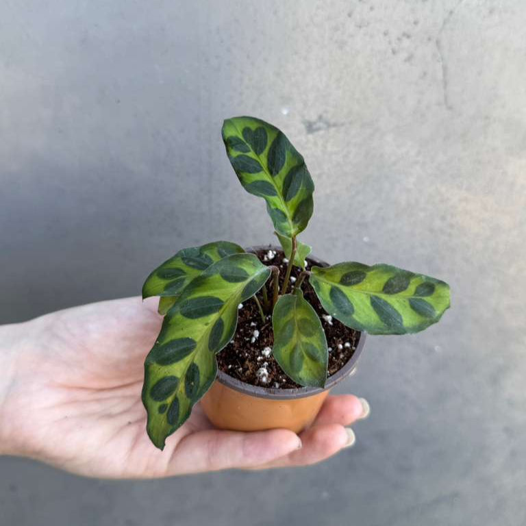 Calathea Lancifolia in a 2" Nursery Pot – Live Calathea Rattlesnake Houseplant – Low Light Indoor Plant – Air Purifying Houseplant