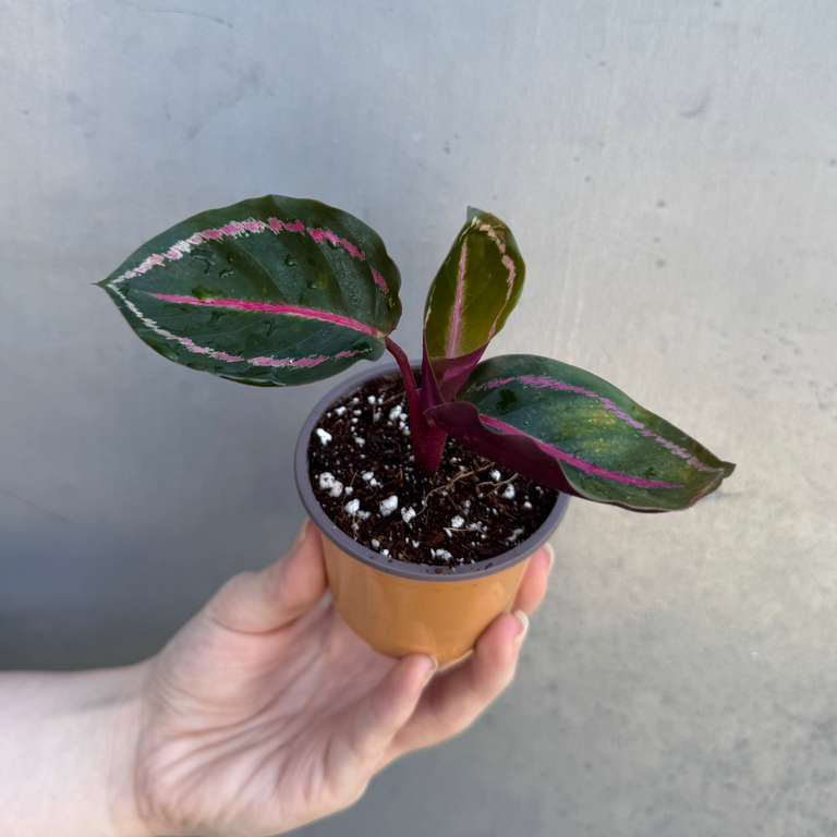 Calathea Roseopicta ‘Illustris’ in 2" Grow Pot – Live Air Purifying Houseplant – Easy Care & Low Maintenance Indoor Plant – Decorative Foliage Houseplant