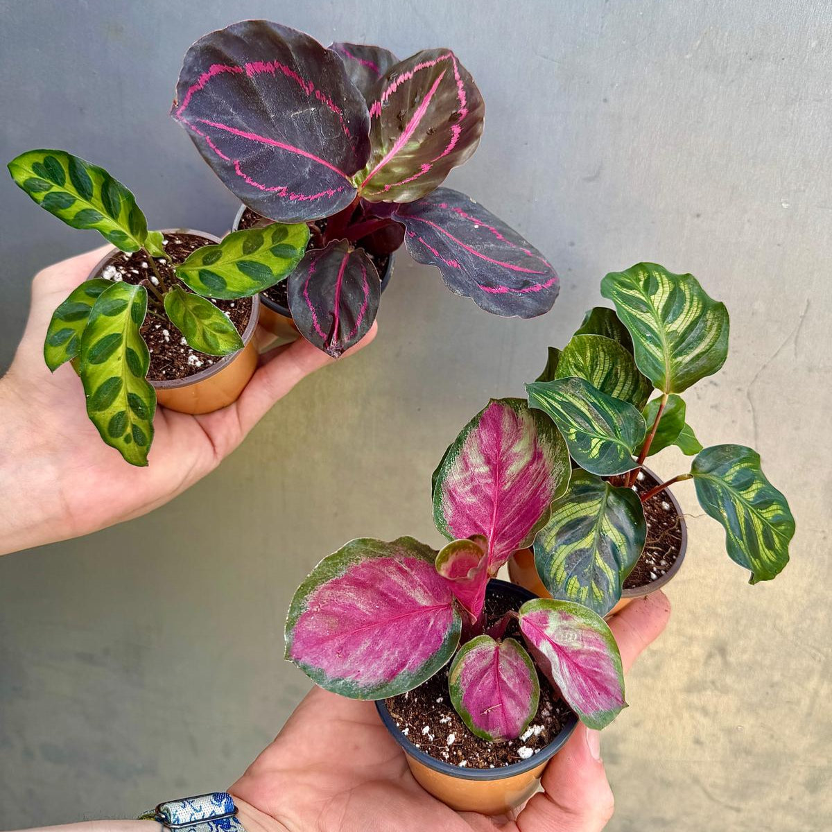 Calathea Assorted 4 Plants Set - Pack of 4 Calathea in 2" Pot - Rooted Prayer Plants - Calathea Roseopicta, Lancifolia, Dottie, Makoyana