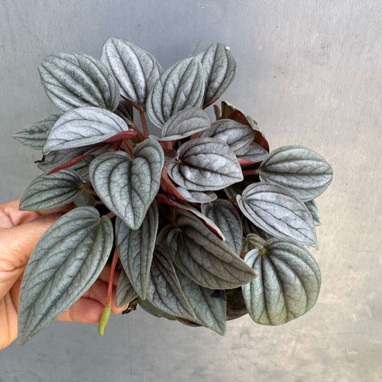 Peperomia ‘Napoli Nights’ in 4" Grow Pot – Compact Live Indoor Houseplant with Silver-Green Foliage – Easy Care & Low Maintenance Houseplant – Air Purifying Plant