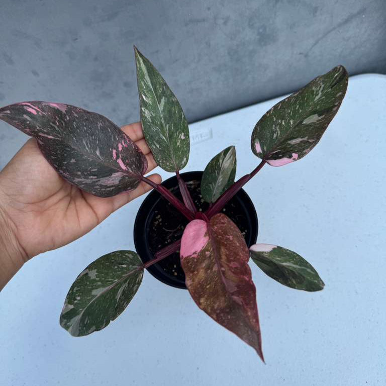 Philodendron Pink Princess with 4" Decorative Pot - Variegated Live Pink Princess Marble - Tropical Gift Houseplant - Beginners Plant