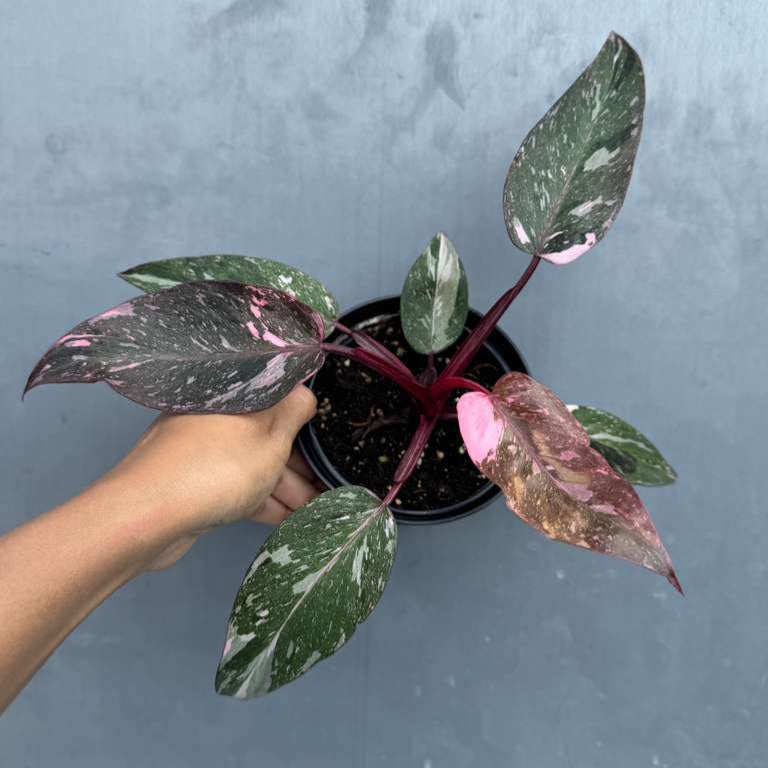 Philodendron Pink Princess with 4" Decorative Pot - Variegated Live Pink Princess Marble - Tropical Gift Houseplant - Beginners Plant