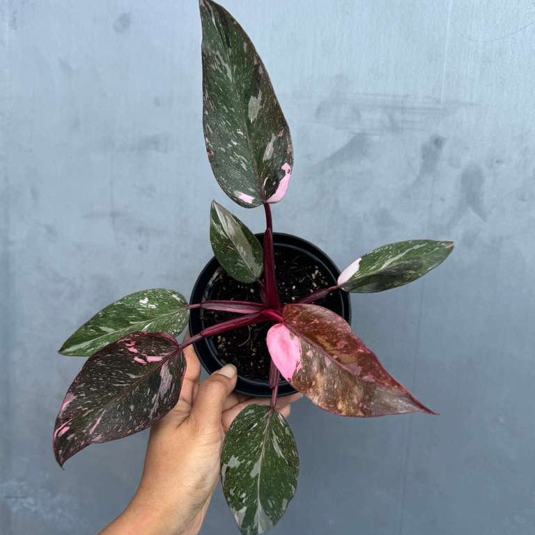 Philodendron Pink Princess with 4" Decorative Pot - Variegated Live Pink Princess Marble - Tropical Gift Houseplant - Beginners Plant