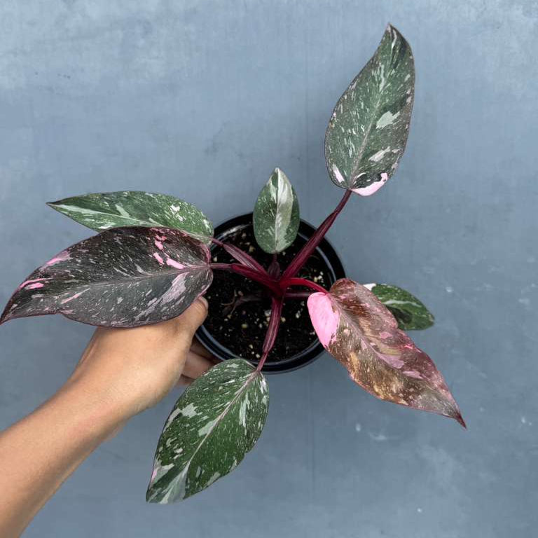 Philodendron Pink Princess with 4" Decorative Pot - Variegated Live Pink Princess Marble - Tropical Gift Houseplant - Beginners Plant