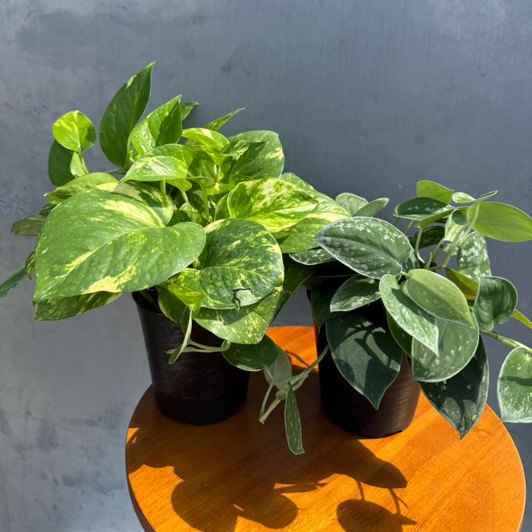 Set of 2 Pothos in 4" Decorative Pots – Includes Golden & Silver Pothos – Live Variegated Houseplants – Easy Care Indoor Plants – Air Purifying Plants for Home or Office