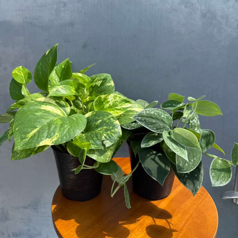 Set of 2 Pothos in 4" Decorative Pots – Includes Golden & Silver Pothos – Live Variegated Houseplants – Easy Care Indoor Plants – Air Purifying Plants for Home or Office