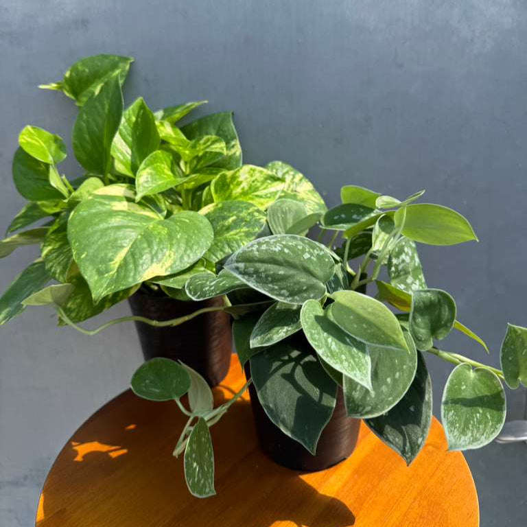 Set of 2 Pothos in 4" Decorative Pots – Includes Golden & Silver Pothos – Live Variegated Houseplants – Easy Care Indoor Plants – Air Purifying Plants for Home or Office