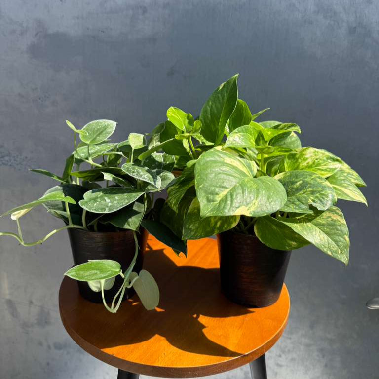 Set of 2 Pothos in 4" Decorative Pots – Includes Golden & Silver Pothos – Live Variegated Houseplants – Easy Care Indoor Plants – Air Purifying Plants for Home or Office