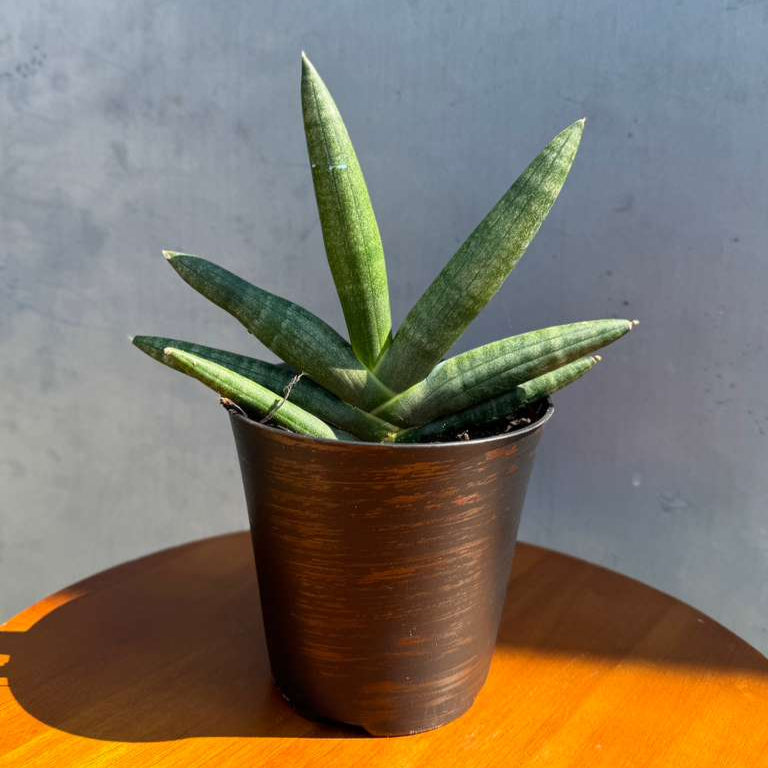 Sansevieria Cylindrica Boncel in 4" Decorative Pot – Starfish Snake Plant – Live Easy Care Succulent – Air Purifying Indoor Plant – Low Maintenance Houseplant