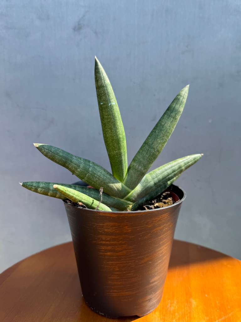 Sansevieria Cylindrica Boncel in 4" Decorative Pot – Starfish Snake Plant – Live Easy Care Succulent – Air Purifying Indoor Plant – Low Maintenance Houseplant