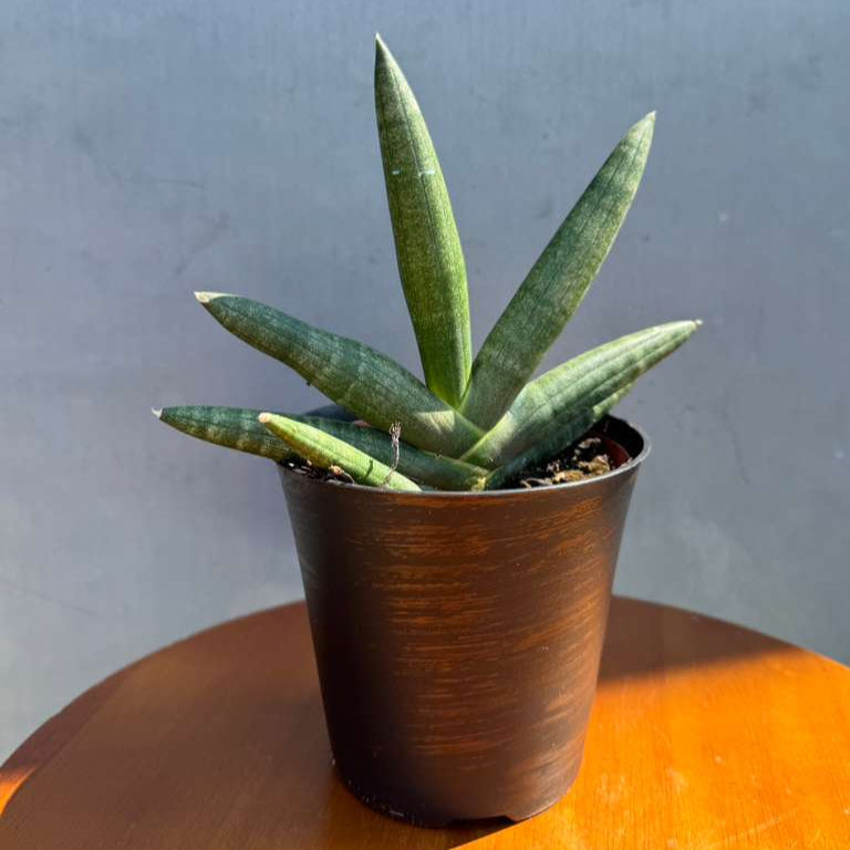 Sansevieria Cylindrica Boncel in 4" Decorative Pot – Starfish Snake Plant – Live Easy Care Succulent – Air Purifying Indoor Plant – Low Maintenance Houseplant