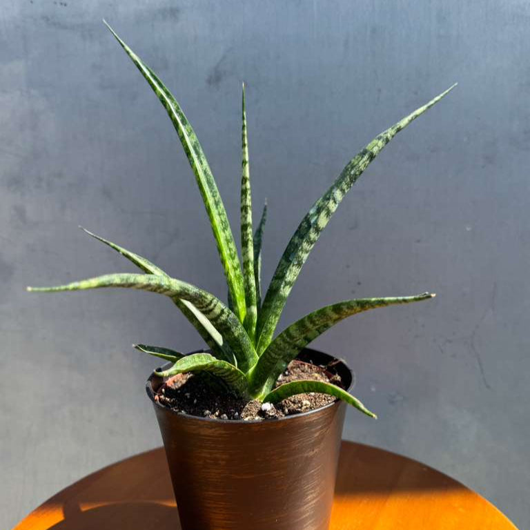 Sansevieria Fernwood ‘Mikado’ in 4" Decorative Pot – Live Snake Plant – Easy Care Succulent – Air Purifying Indoor Plant – Low Maintenance Houseplant