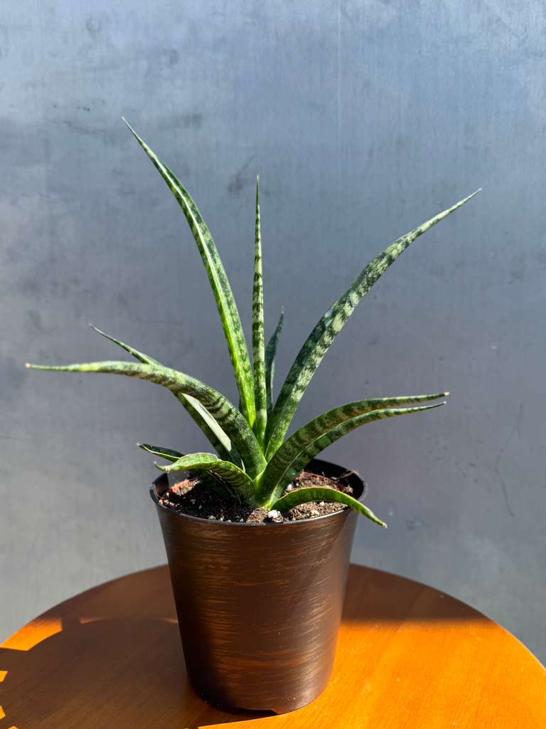 Sansevieria Fernwood ‘Mikado’ in 4" Decorative Pot – Live Snake Plant – Easy Care Succulent – Air Purifying Indoor Plant – Low Maintenance Houseplant