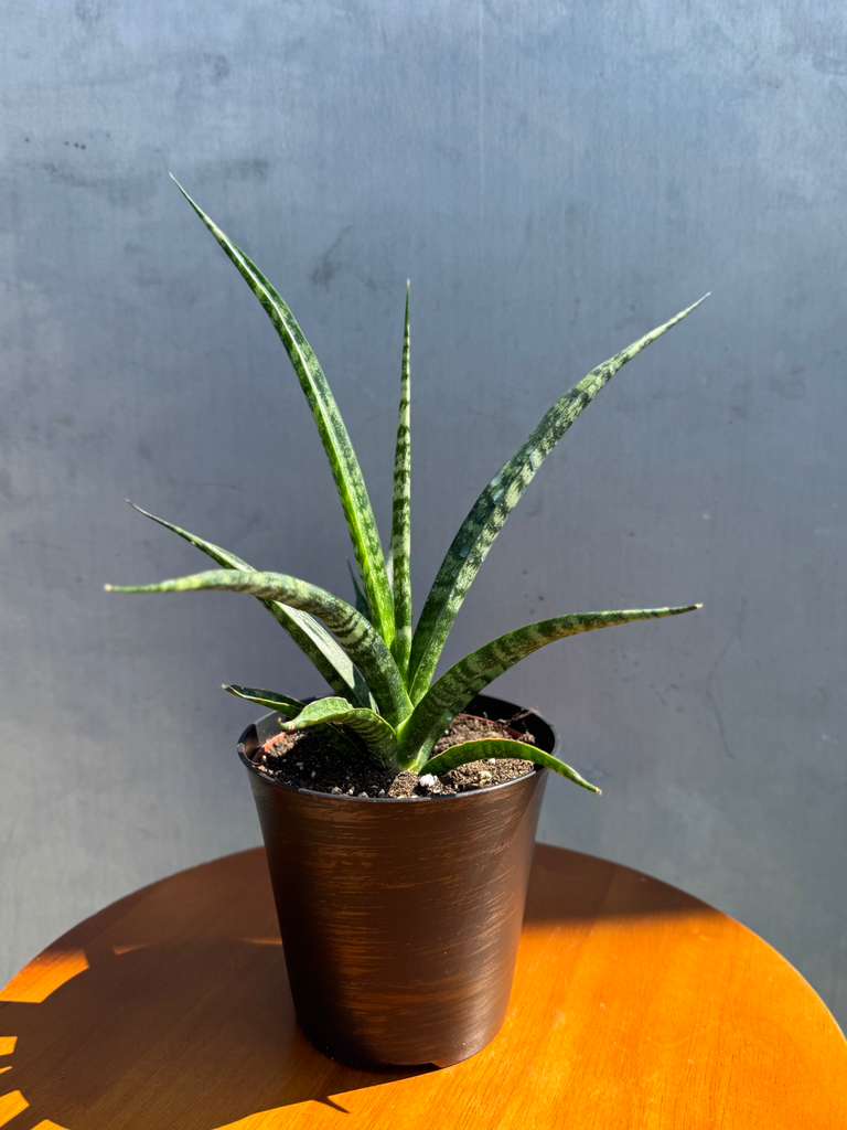 Sansevieria Fernwood ‘Mikado’ in 4" Decorative Pot – Live Snake Plant – Easy Care Succulent – Air Purifying Indoor Plant – Low Maintenance Houseplant