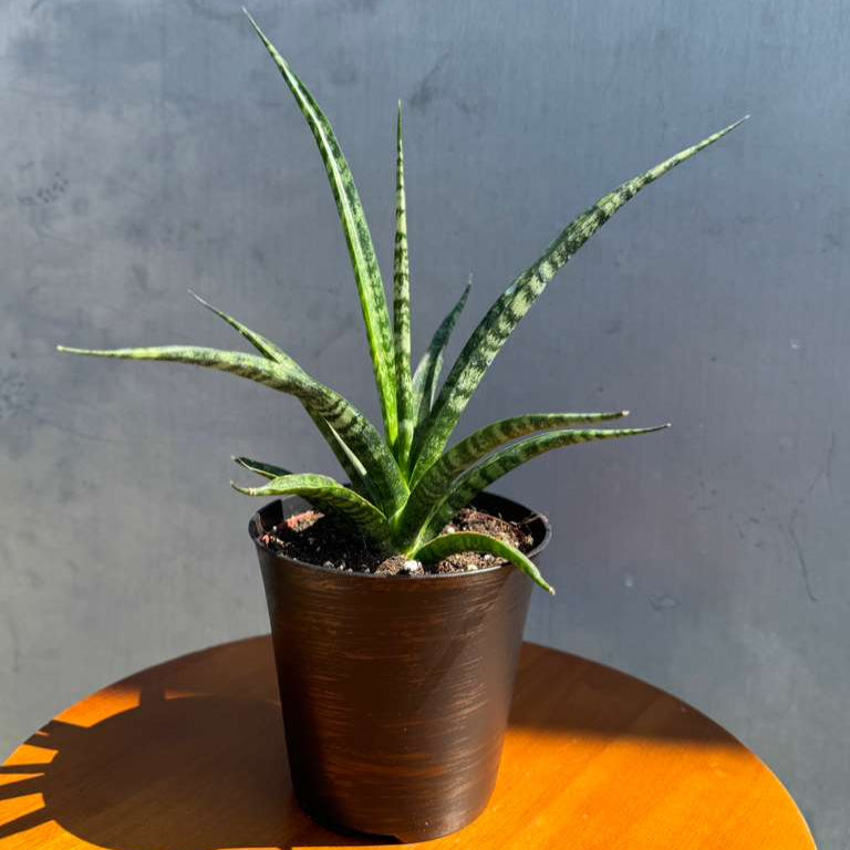 Sansevieria Fernwood ‘Mikado’ in 4" Decorative Pot – Live Snake Plant – Easy Care Succulent – Air Purifying Indoor Plant – Low Maintenance Houseplant