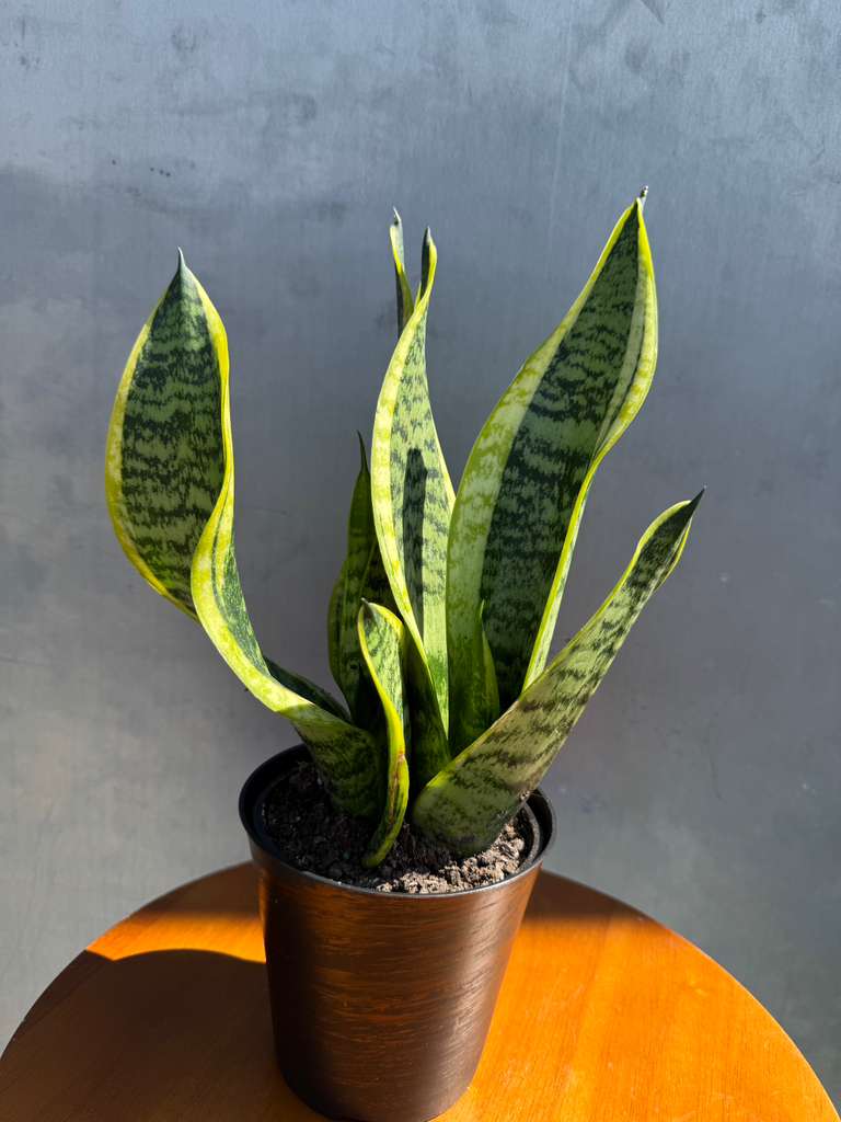 Snake Plant | Sansevieria Laurentii | Mother-In-Law's-Tongue Plant in 4" decorative Pot | Sansevieria Zeylanica | Easy Care Indoor Plant