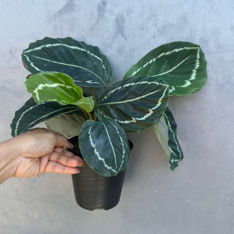 Calathea Green Lipstick in 4" Grow Pot – Air Purifying Houseplant – Easy Care & Low Maintenance Indoor Plant – Live Decorative Foliage Houseplant