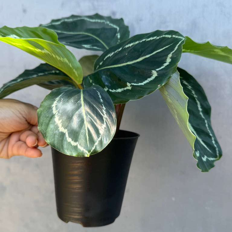 Calathea Green Lipstick in 4" Grow Pot – Air Purifying Houseplant – Easy Care & Low Maintenance Indoor Plant – Live Decorative Foliage Houseplant