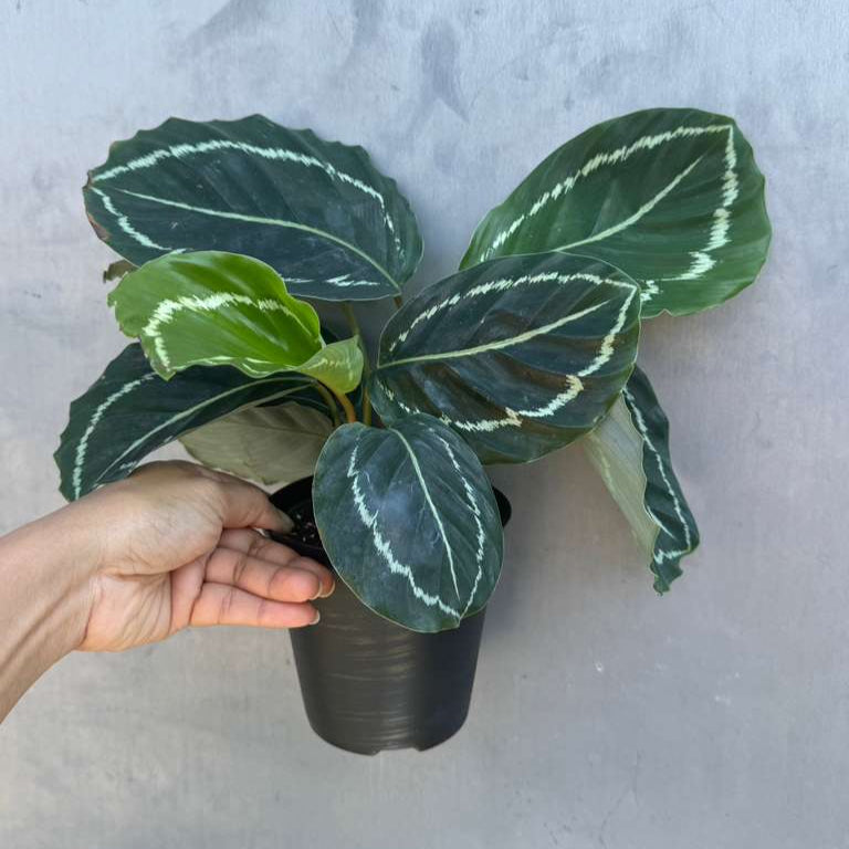 Calathea Green Lipstick in 4" Grow Pot – Air Purifying Houseplant – Easy Care & Low Maintenance Indoor Plant – Live Decorative Foliage Houseplant