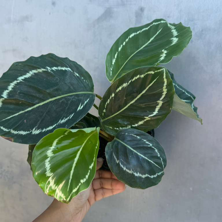 Calathea Green Lipstick in 4" Grow Pot – Air Purifying Houseplant – Easy Care & Low Maintenance Indoor Plant – Live Decorative Foliage Houseplant