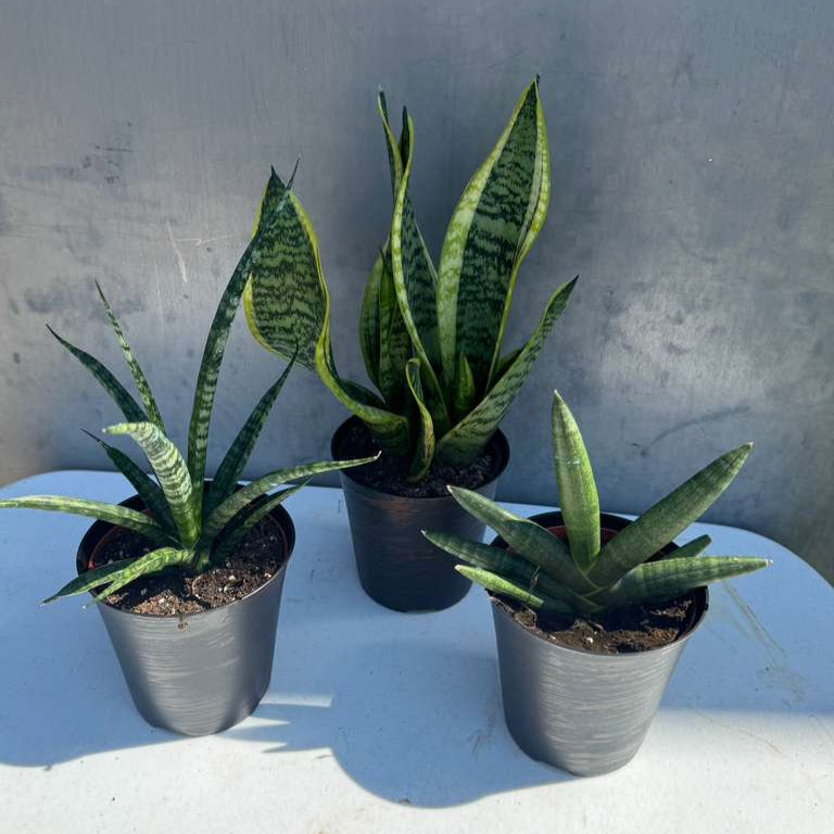 Set of 3 Sansevieria Plants in 4" Grow Pots – Live Snake Plant Collection – Includes Laurentii, Boncel & Mikado – Easy Care Succulent Houseplants – Air Purifying Indoor Plants