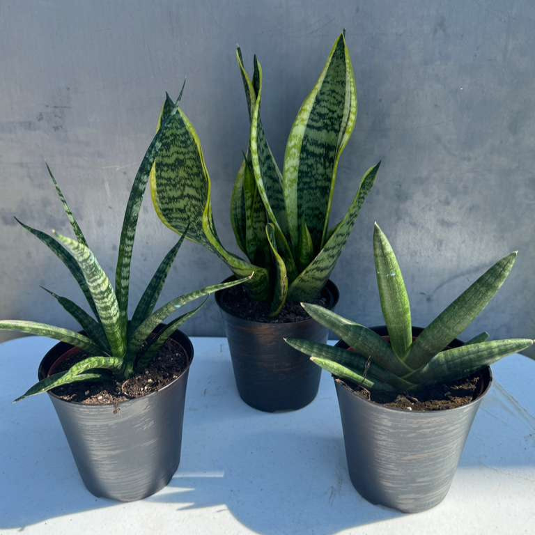 Set of 3 Sansevieria Plants in 4" Grow Pots – Live Snake Plant Collection – Includes Laurentii, Boncel & Mikado – Easy Care Succulent Houseplants – Air Purifying Indoor Plants