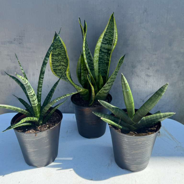 Set of 3 Sansevieria Plants in 4" Grow Pots – Live Snake Plant Collection – Includes Laurentii, Boncel & Mikado – Easy Care Succulent Houseplants – Air Purifying Indoor Plants