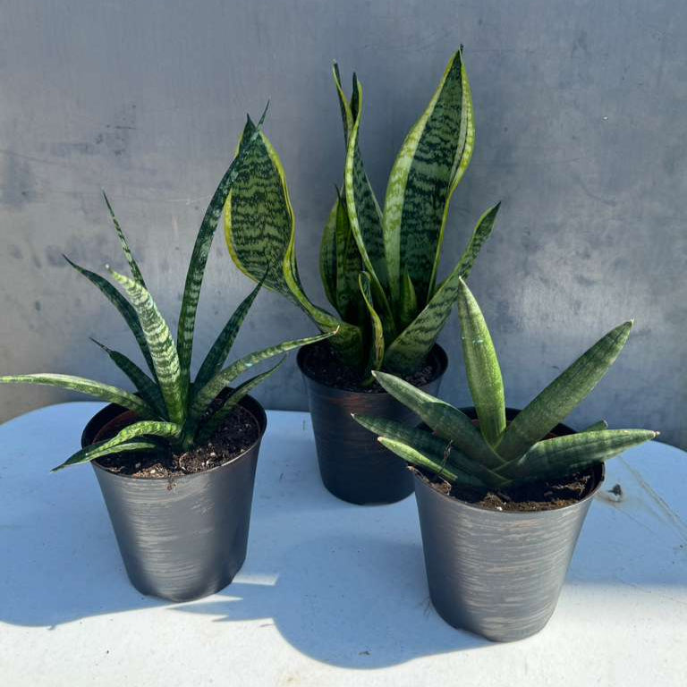 Set of 3 Sansevieria Plants in 4" Grow Pots – Live Snake Plant Collection – Includes Laurentii, Boncel & Mikado – Easy Care Succulent Houseplants – Air Purifying Indoor Plants