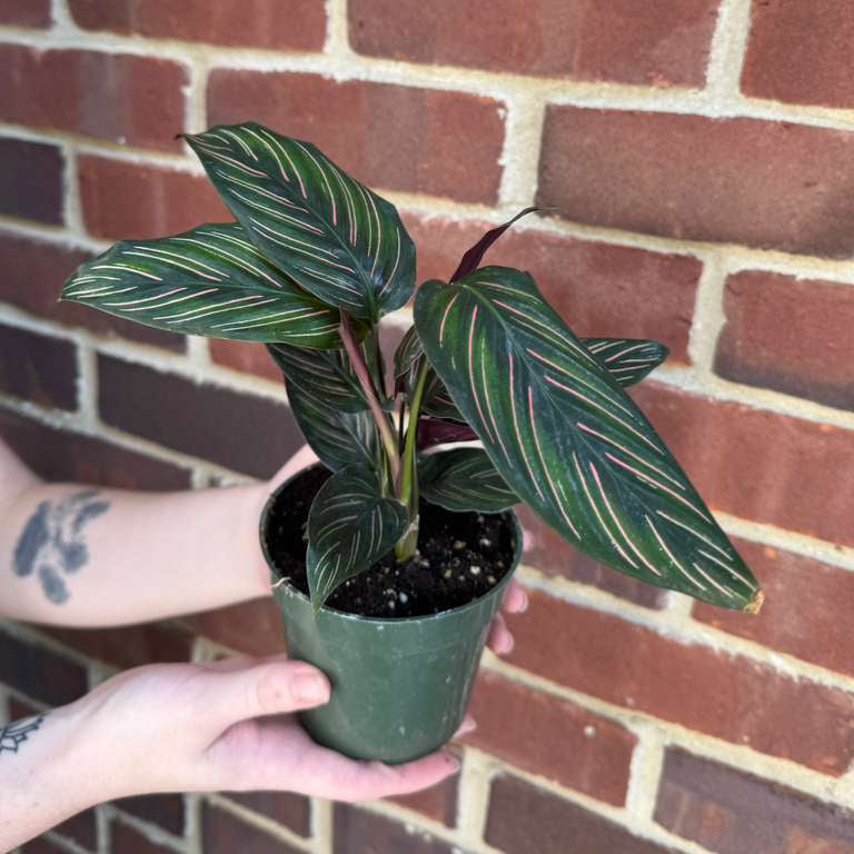 Calathea Ornata Pinstripe in 4" Grow Pot - Calathea Pinstripe Prayer Plant - Easy Care Indoor Houseplant - Live Pink Variegated Maranta Majestica
