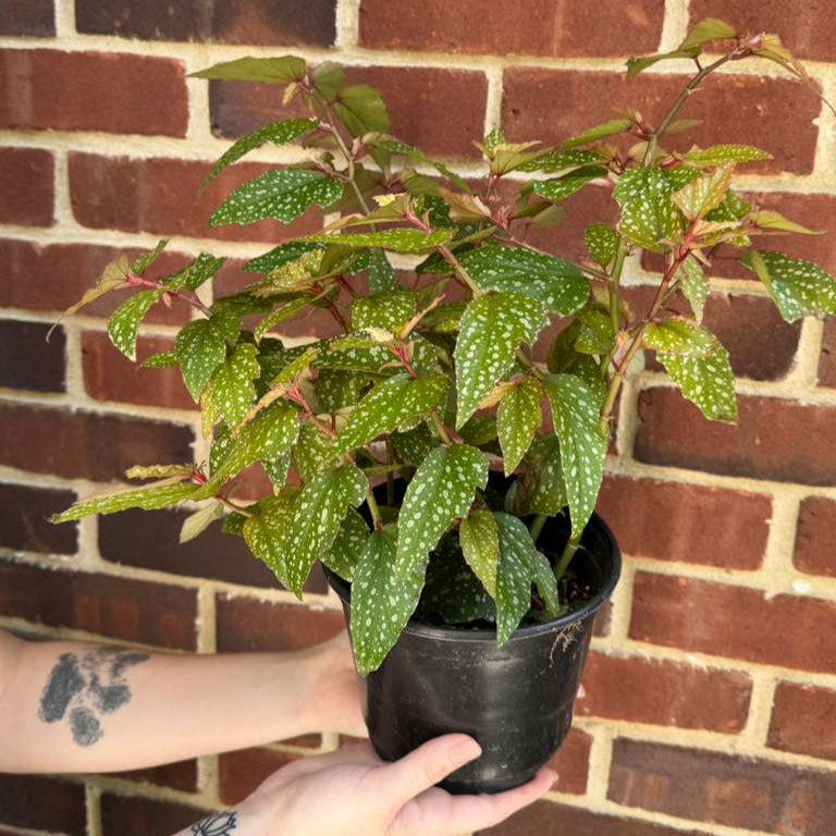 Begonia Angel Wing Medora in 6" Nursery Pot - Rare Polka Dot Begonia - Unique Decorative Gift Plant - Easy Care Indoor Plant