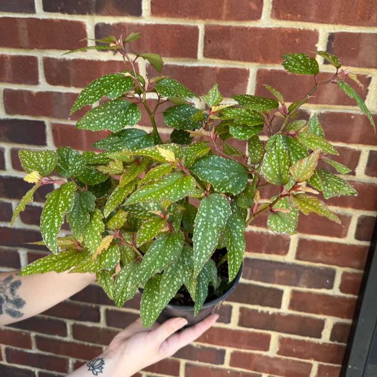 Begonia Angel Wing Medora in 6" Nursery Pot - Rare Polka Dot Begonia - Unique Decorative Gift Plant - Easy Care Indoor Plant