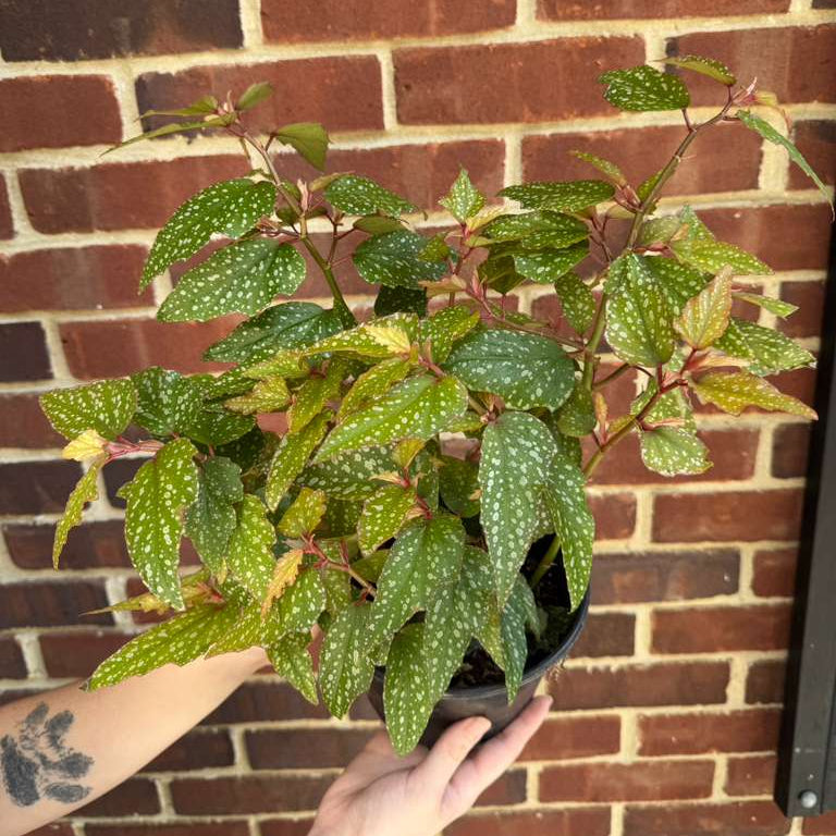Begonia Angel Wing Medora in 6" Nursery Pot - Rare Polka Dot Begonia - Unique Decorative Gift Plant - Easy Care Indoor Plant