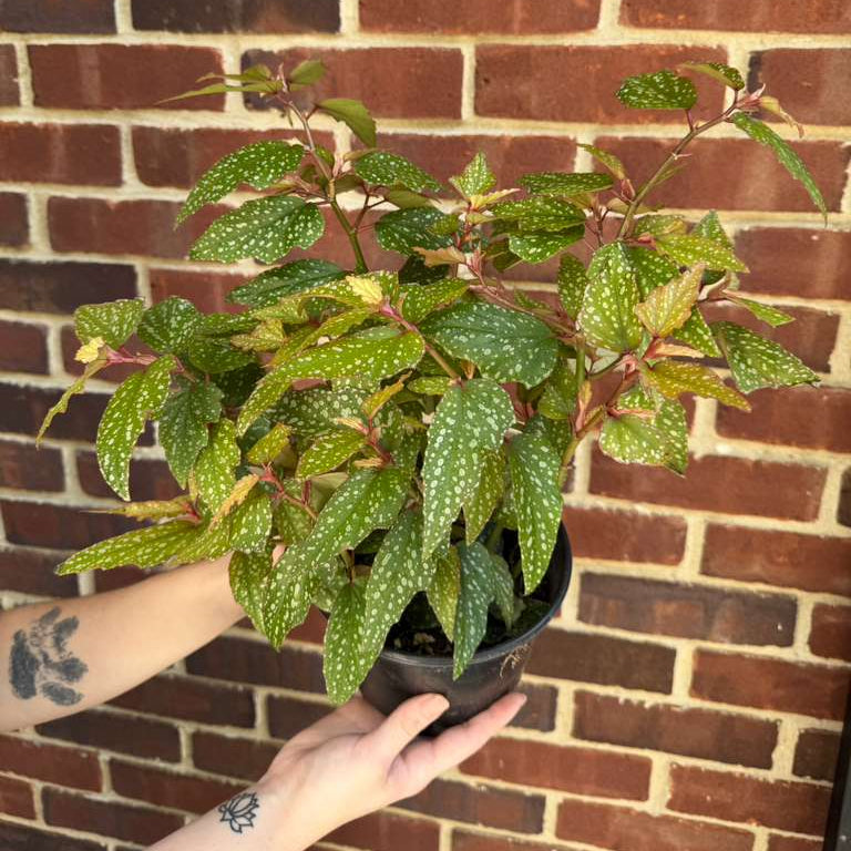Begonia Angel Wing Medora in 6" Nursery Pot - Rare Polka Dot Begonia - Unique Decorative Gift Plant - Easy Care Indoor Plant
