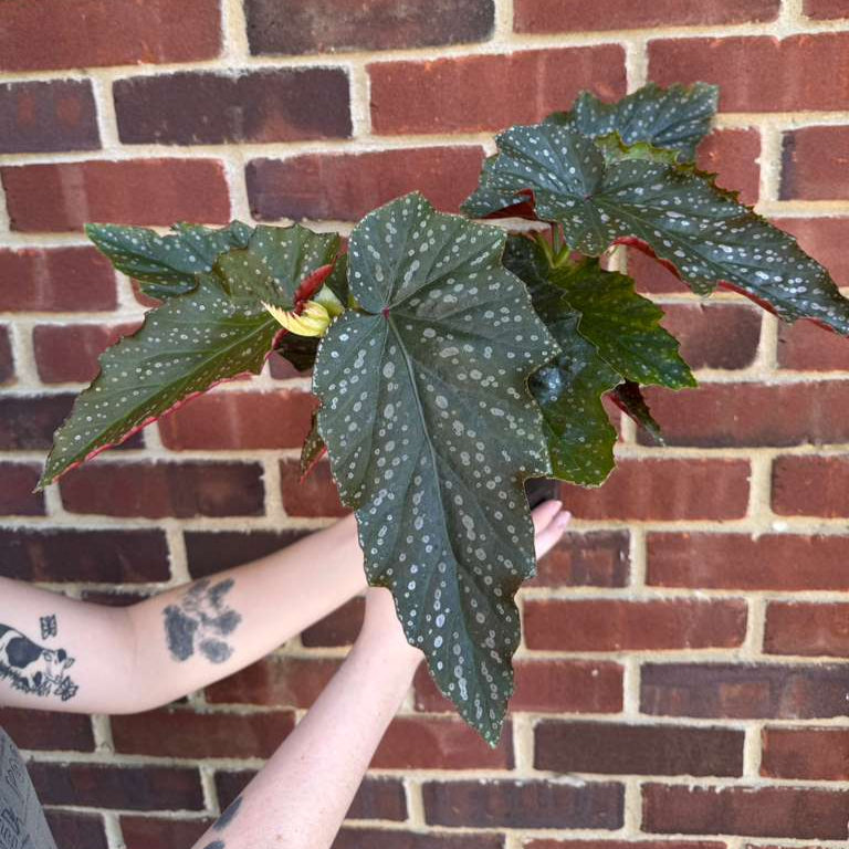 Begonia Maculata in 6" Nursery Pot - Rare Polka Dot Begonia - Unique Decorative Gift Plant for Home & Office - Easy Care Indoor Plant