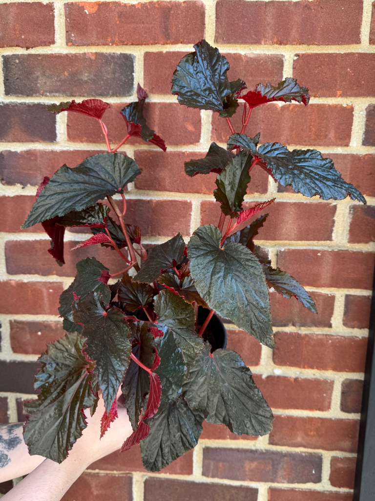 Begonia Black Magic in 6" Nursery Pot - Rare Foliage Houseplant - Unique Decorative Gift Plant -Rex Begonia Indoor Plant - Angel Wing Leaves