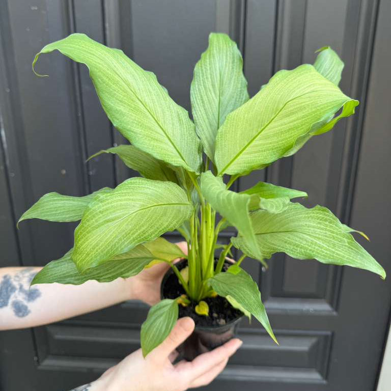 Platinum Peace Lily in 4" Nursery Pot - Spathiphyllum Platinum Mist - Elegant Variegated Foliage for Indoor Decor - Low Light Easy Care Gift