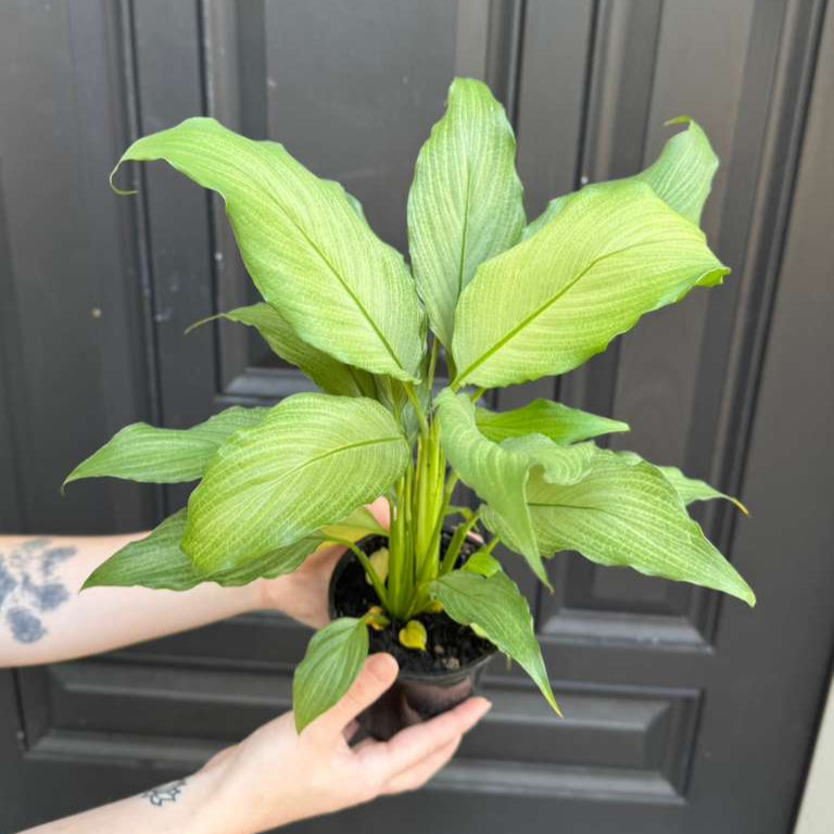 Platinum Peace Lily in 4" Nursery Pot - Spathiphyllum Platinum Mist - Elegant Variegated Foliage for Indoor Decor - Low Light Easy Care Gift
