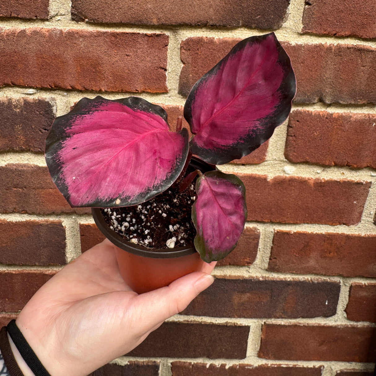 Calathea Picturata Crimson in a 2" Pot - Rare Prayer Plant - Exotic Foliage Houseplant - Low Light Indoor Starter Plant - Plant Lover Gift