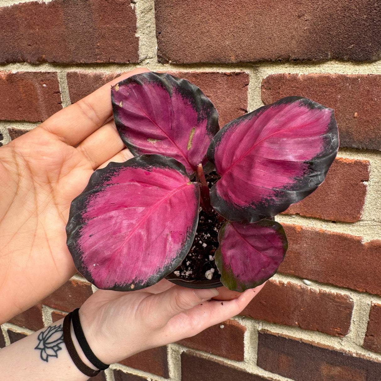 Calathea Picturata Crimson in a 2" Pot - Rare Prayer Plant - Exotic Foliage Houseplant - Low Light Indoor Starter Plant - Plant Lover Gift