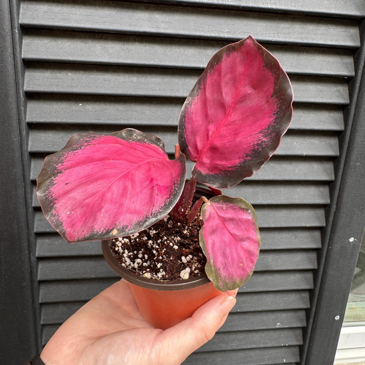 Calathea Picturata Crimson in a 2" Pot - Rare Prayer Plant - Exotic Foliage Houseplant - Low Light Indoor Starter Plant - Plant Lover Gift