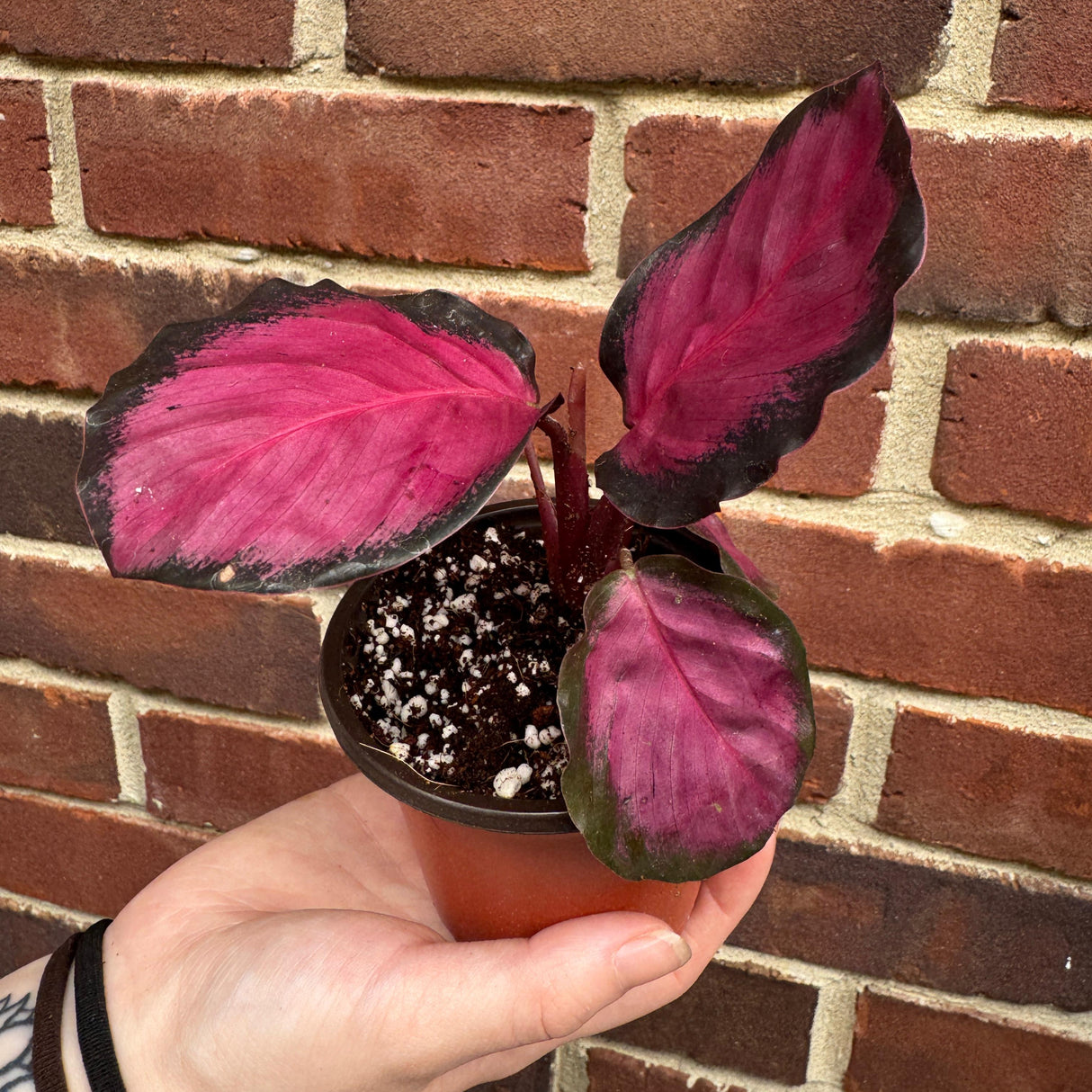 Calathea Picturata Crimson in a 2" Pot - Rare Prayer Plant - Exotic Foliage Houseplant - Low Light Indoor Starter Plant - Plant Lover Gift