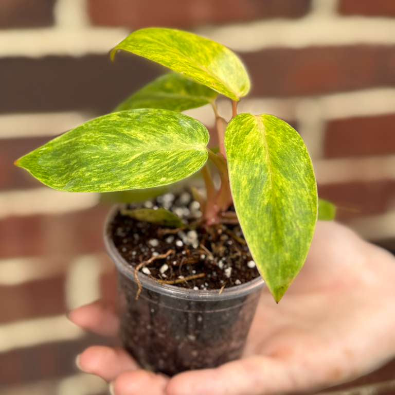 Philodendron Painted Lady in 2" Pot - Easy Care Tropical Gift Houseplant - Starter Plant - Bright Variegated Live Indoor Plant